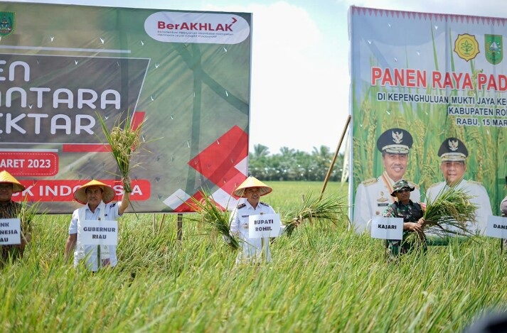 Bersama Gubri, Bupati Rohil Panen Raya Padi Nusantara 1 Juta Hektar