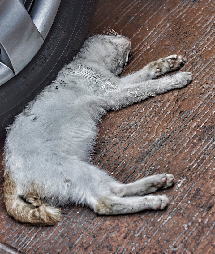 Ini Hukumnya Jika Anda Menabrak Kucing Sampai Mati