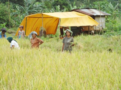 2017, Distanak Harus Mampu Tingkatkan Swasembada Pangan