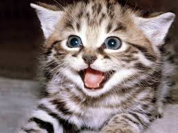 Tahu Gak? Mengapa Nabi Sangat Mencintai Kucing !